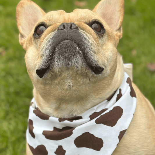 Cow Print Dog Bandana - Wild Things, Etc.