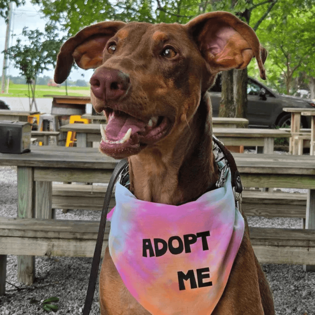 Adopt Me Tie Dye Dog Bandana Best Seller - Wild Things, Etc.