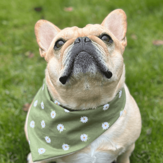 Daisy Dog Bandana - Wild Things, Etc.