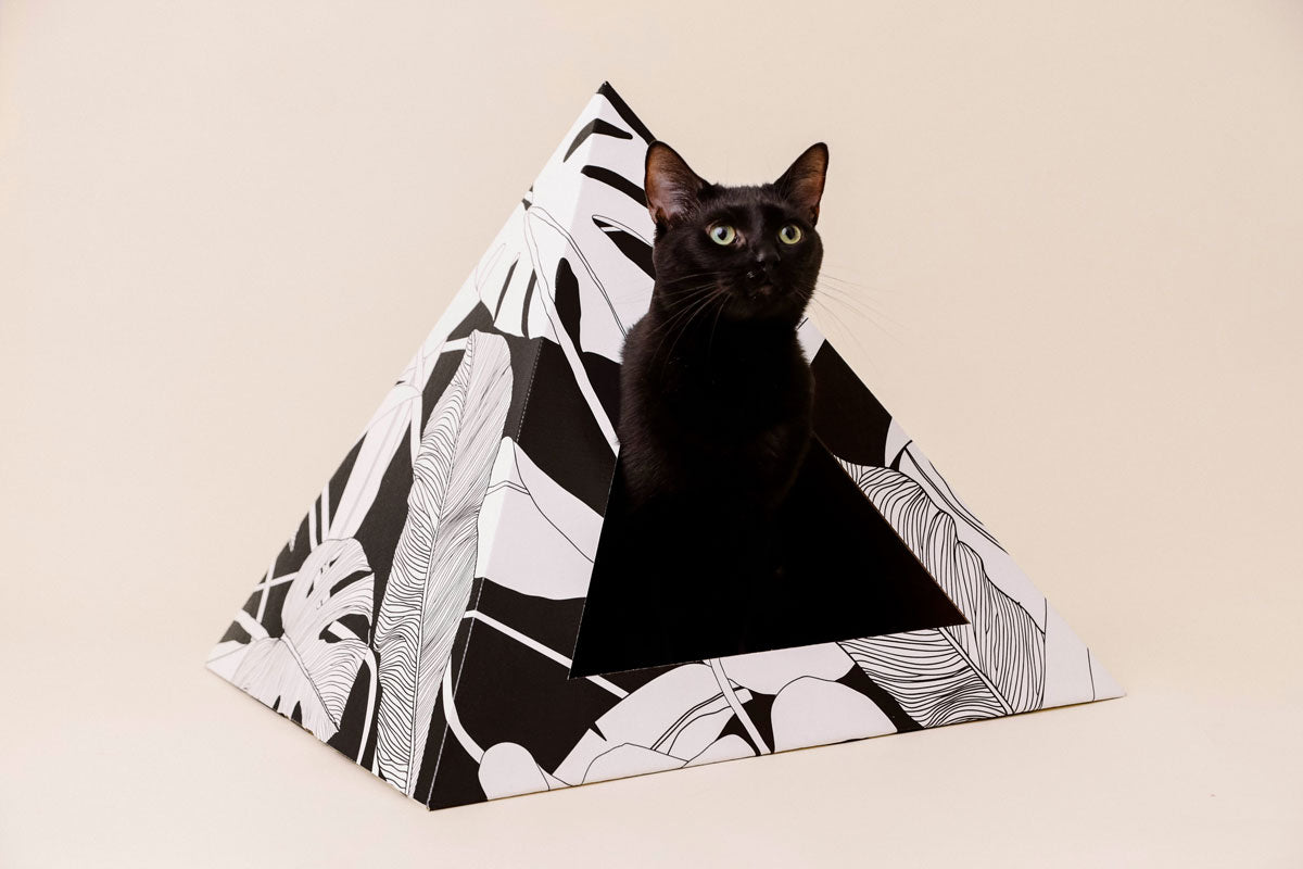 'Dark Paradise' Cardboard Cat Pyramid - Wild Things, Etc.