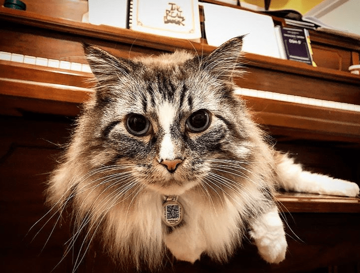 PetHub QR Pet ID Tag – Original Get Me Home Club - Wild Things, Etc.