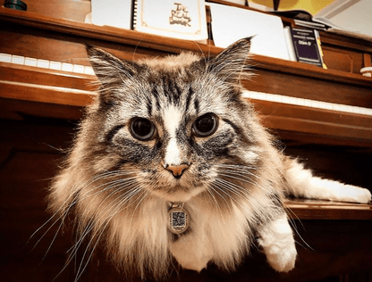 PetHub QR Pet ID Tag – Original Get Me Home Club - Wild Things, Etc.