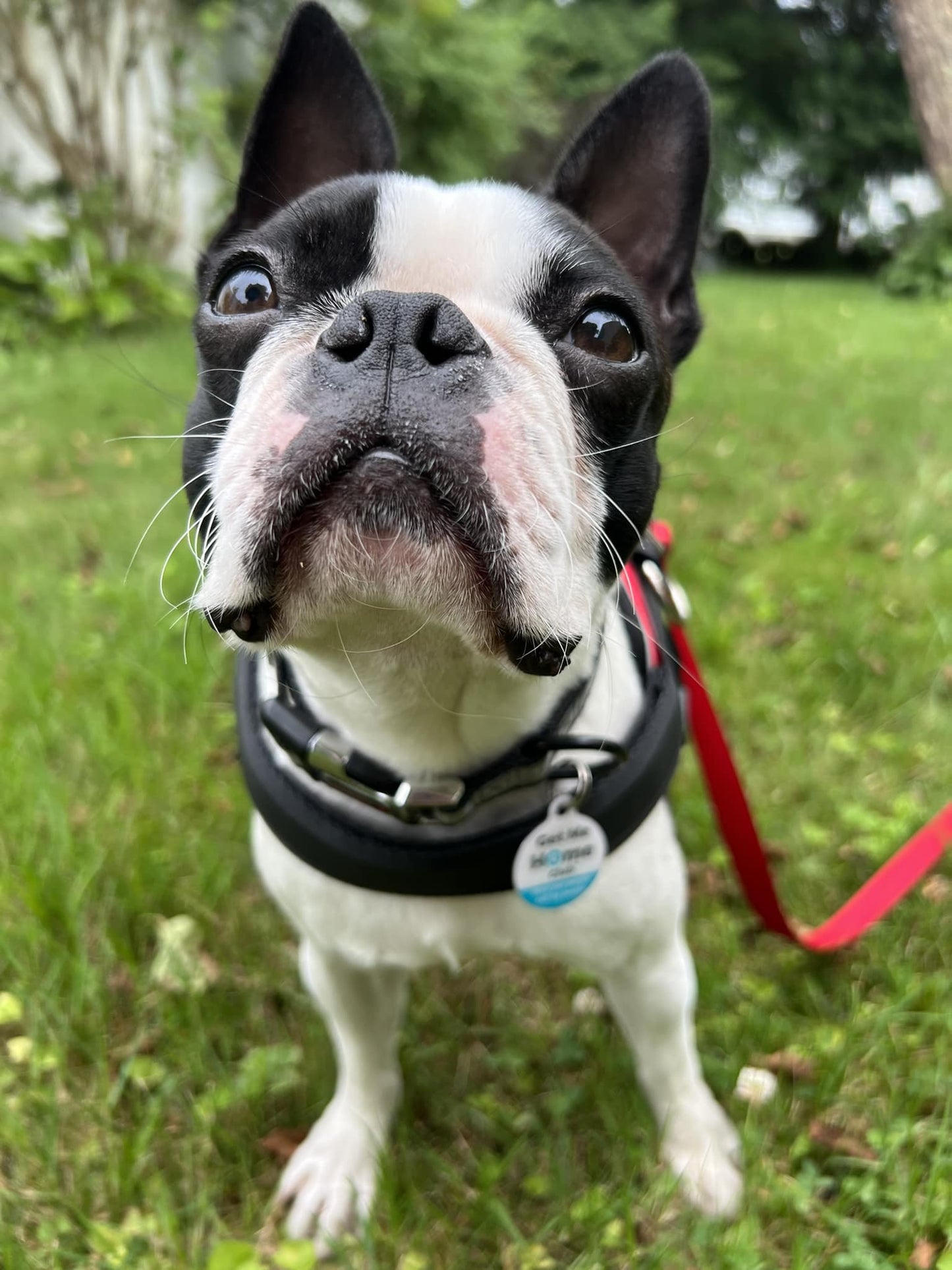 PetHub QR Pet ID Tag – Original Get Me Home Club - Wild Things, Etc.