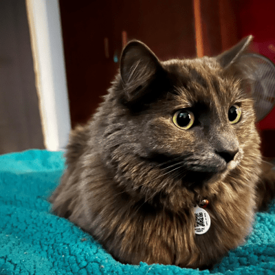 PetHub QR Pet ID Tag – Original Get Me Home Club - Wild Things, Etc.