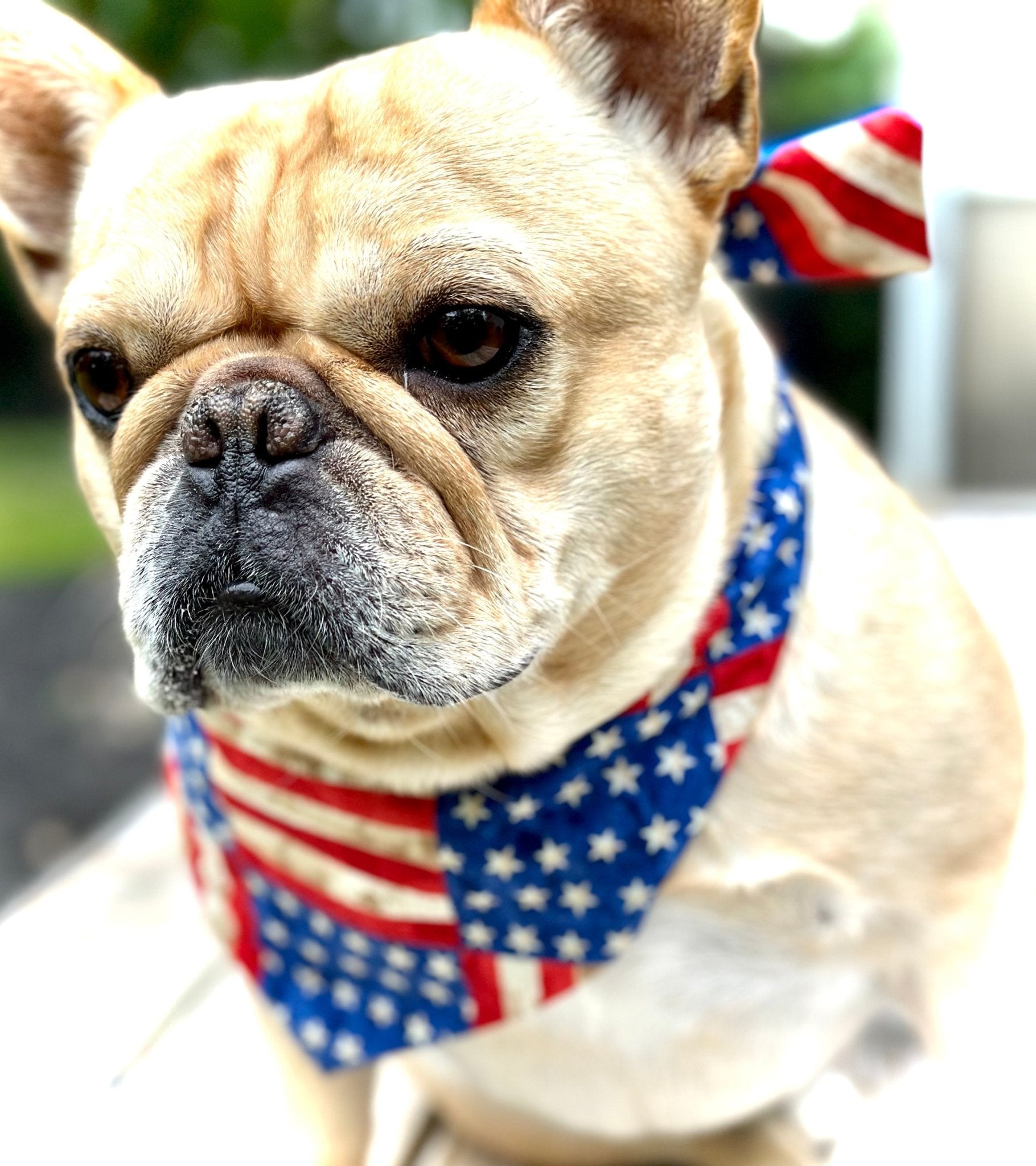 USA Dog Bandana - Wild Things, Etc.
